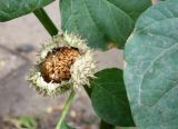 Datura innoxia