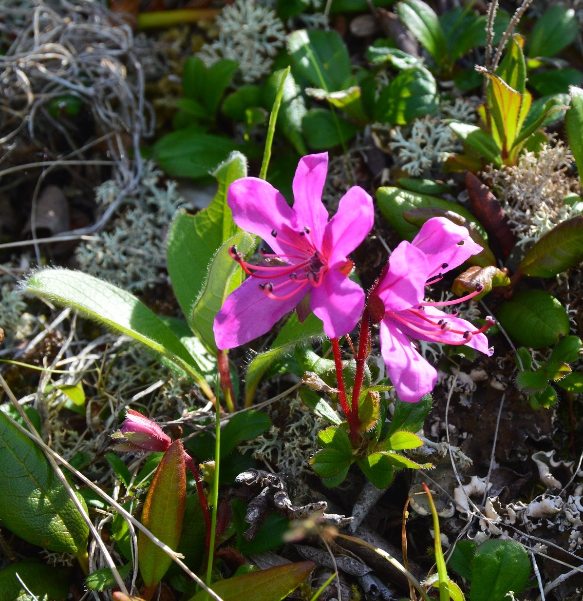 Image of Rhododendron camtschaticum specimen.