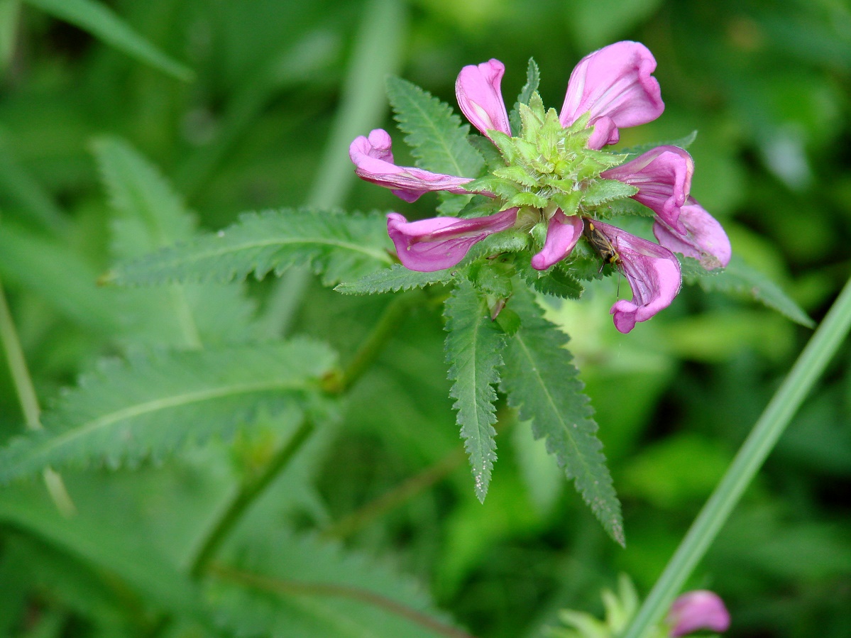 Изображение особи Pedicularis resupinata.