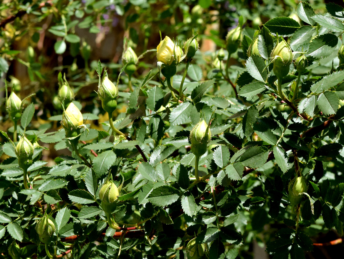 Image of genus Rosa specimen.