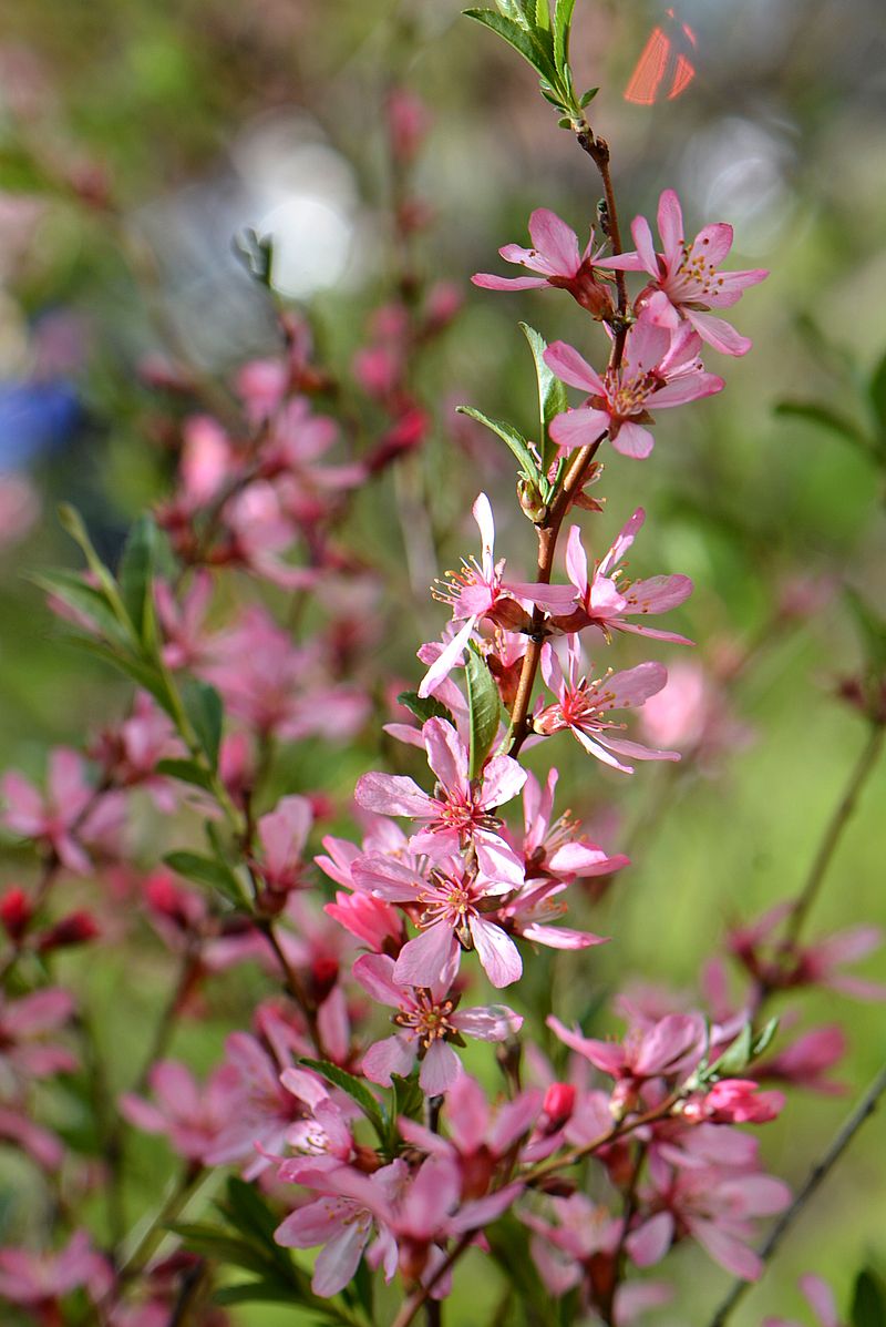 Изображение особи Amygdalus nana.