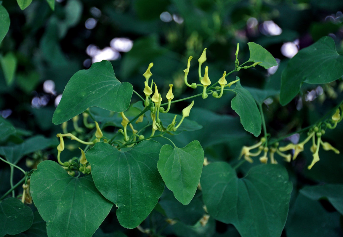 Image of Aristolochia clematitis specimen.