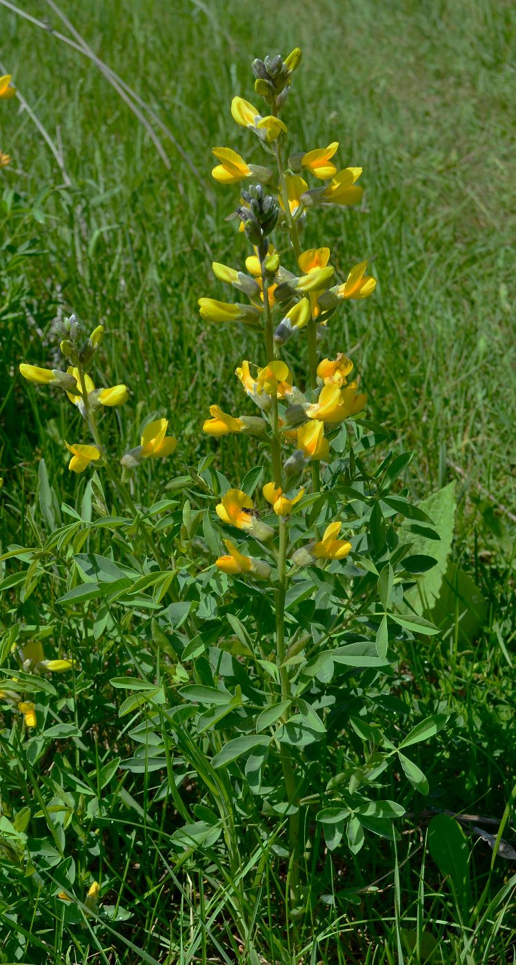 Image of Thermopsis alterniflora specimen.