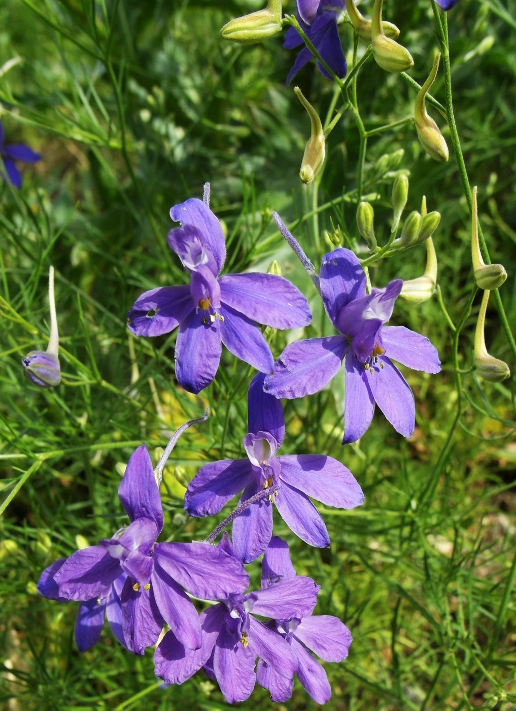 Image of Delphinium consolida specimen.