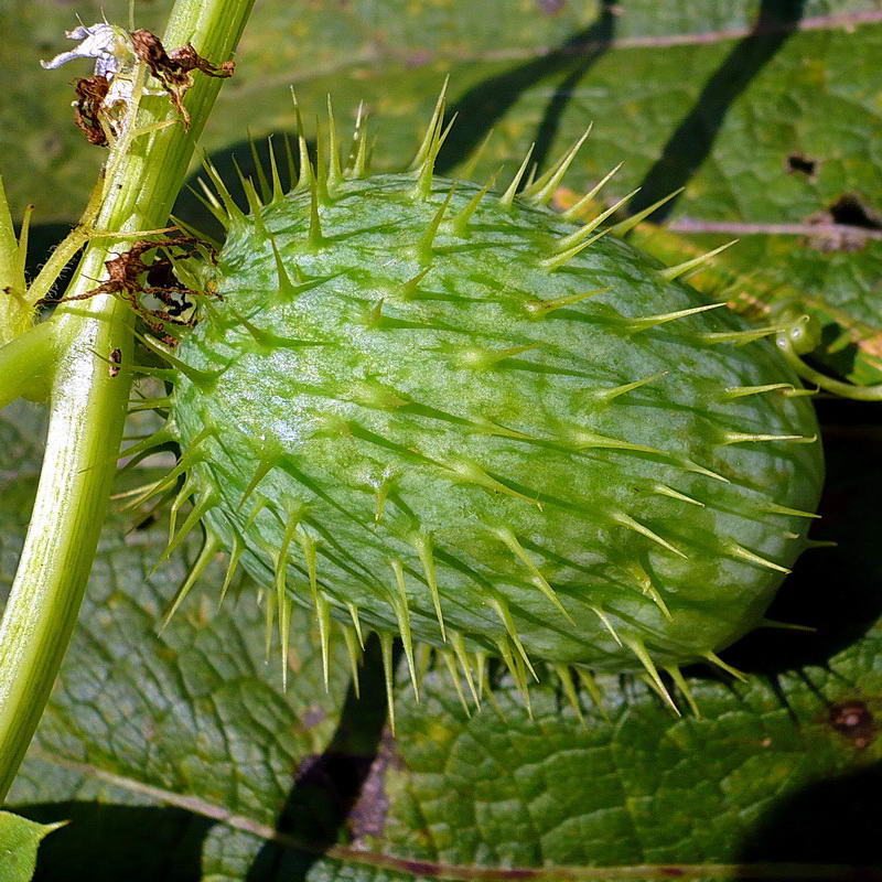 Изображение особи Echinocystis lobata.