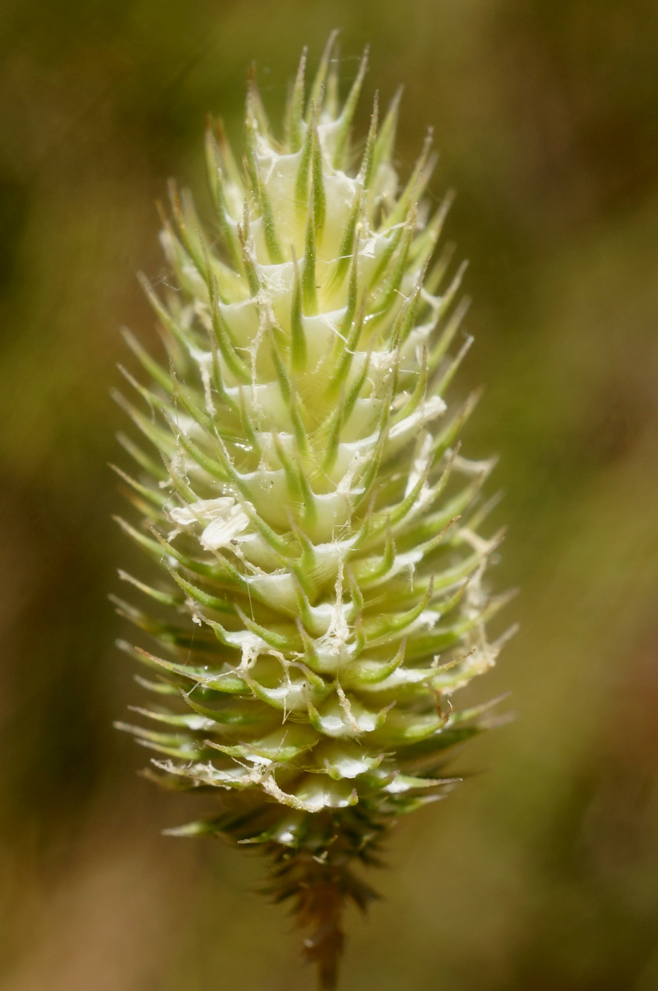 Image of Phleum nodosum specimen.