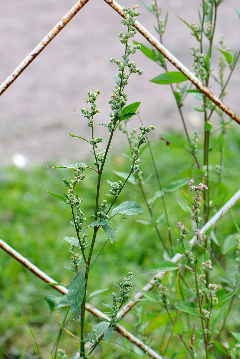 Image of Chenopodium strictum specimen.