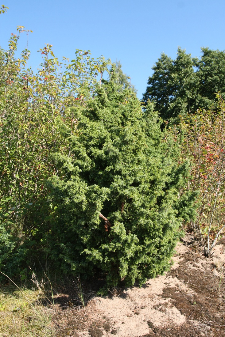 Image of Juniperus communis specimen.