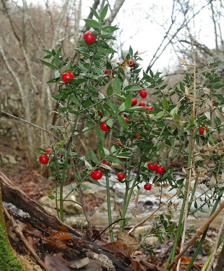 Изображение особи Ruscus aculeatus.