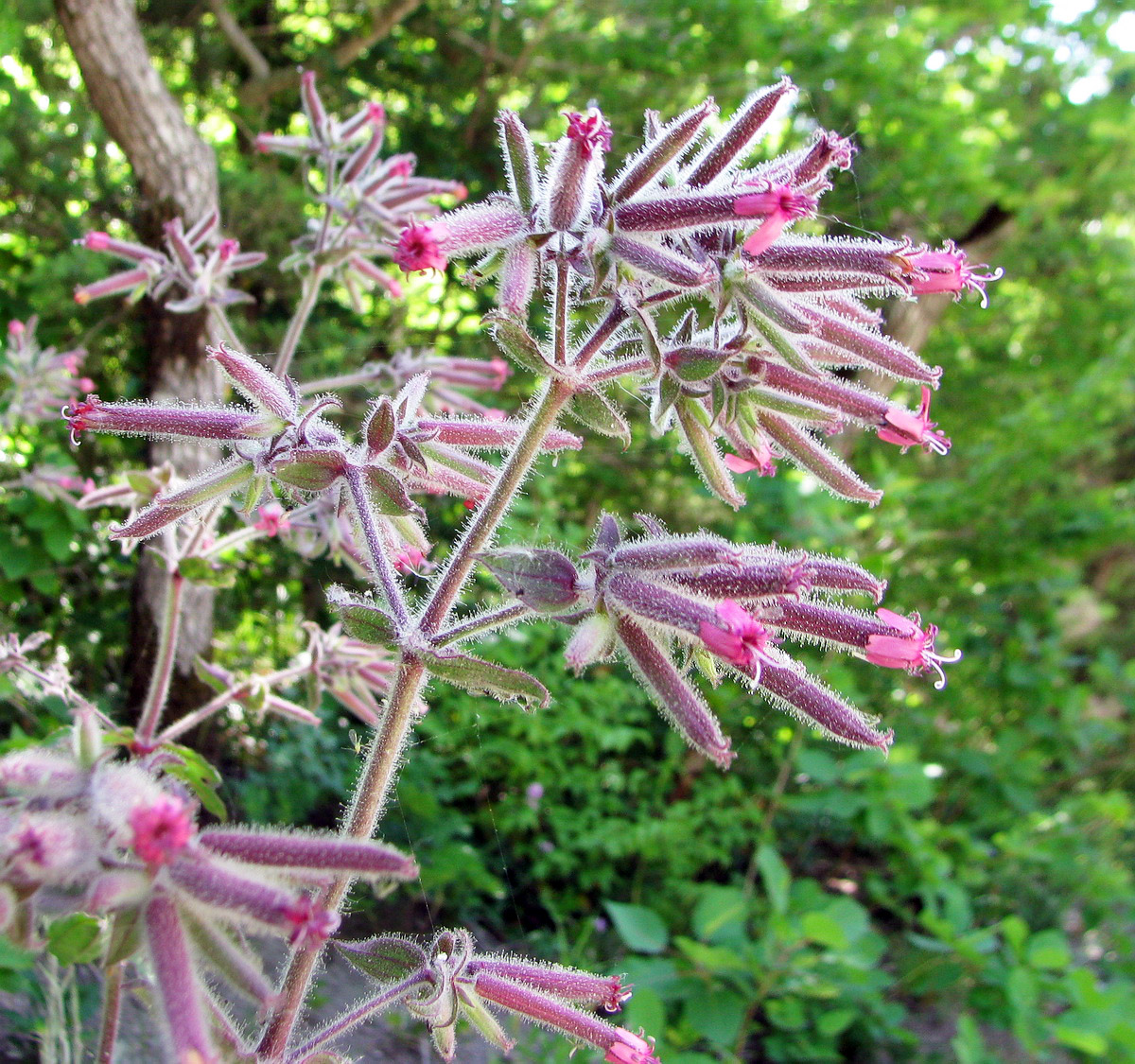 Image of Saponaria glutinosa specimen.