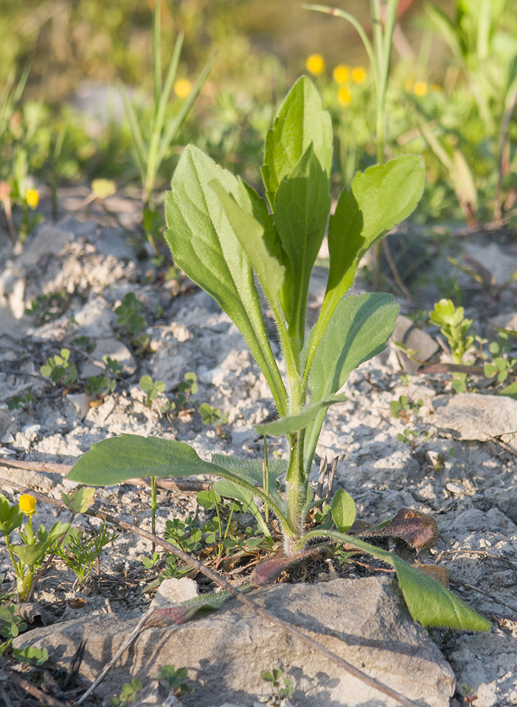 Image of Erigeron annuus specimen.