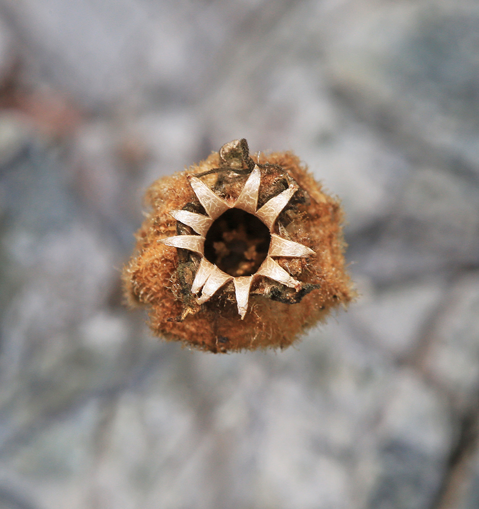 Image of Silene obscura specimen.