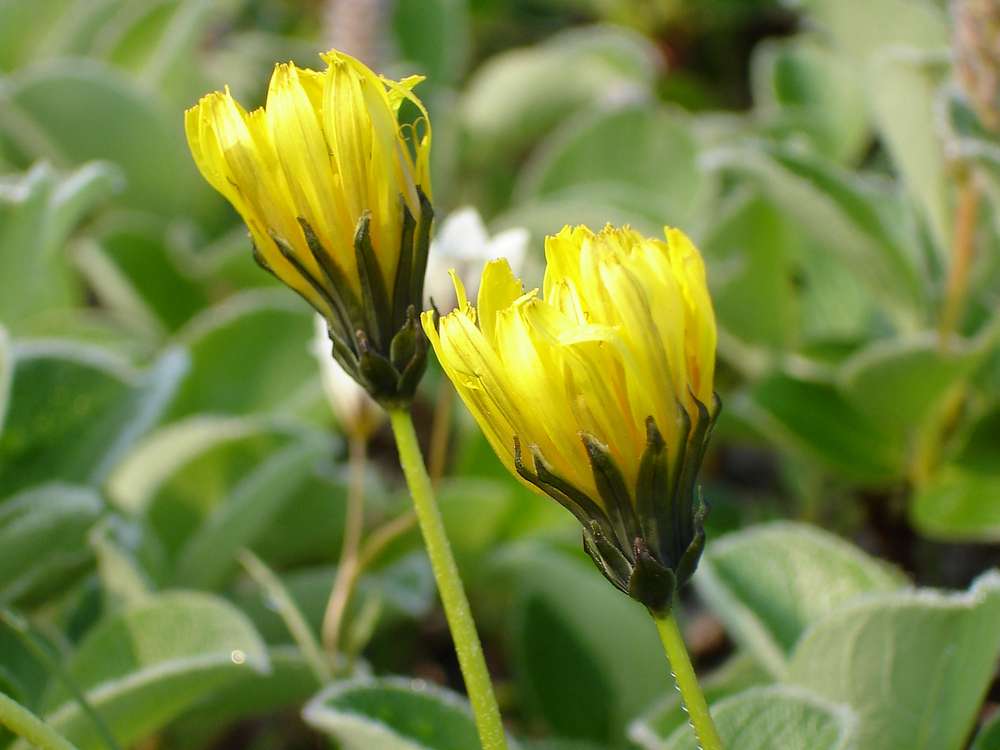 Image of Taraxacum acricorne specimen.