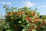 Viburnum opulus