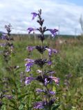 Nepeta sibirica