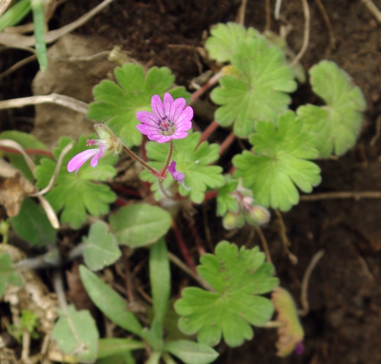 Image of Geranium molle specimen.