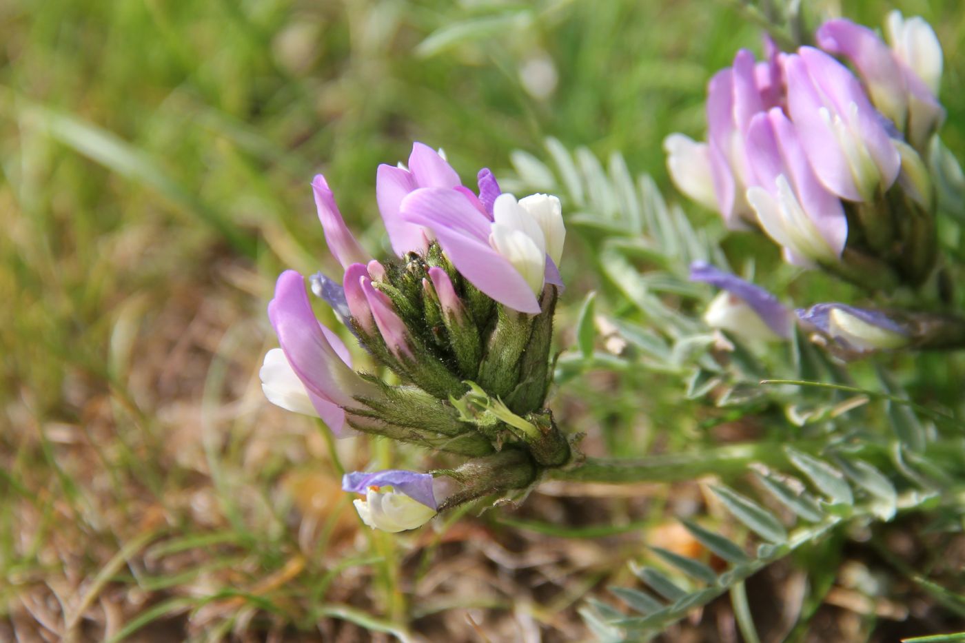 Image of Astragalus kurdaicus specimen.