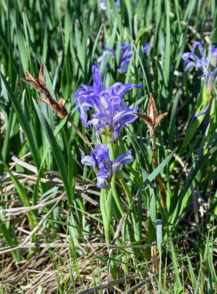 Image of Iris biglumis specimen.