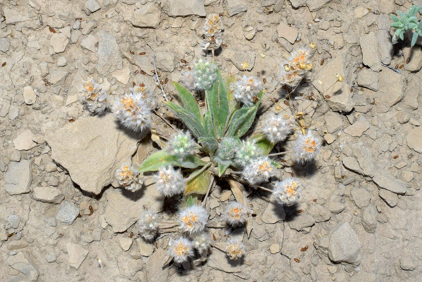 Изображение особи Plantago lagocephala.