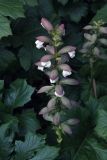 Acanthus mollis