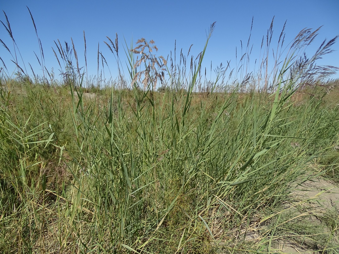 Image of Phragmites australis specimen.