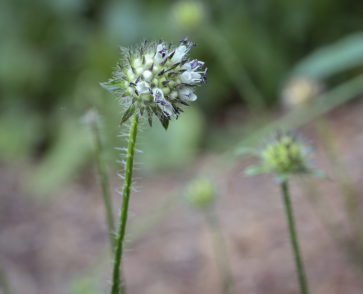 Image of Dipsacus pilosus specimen.