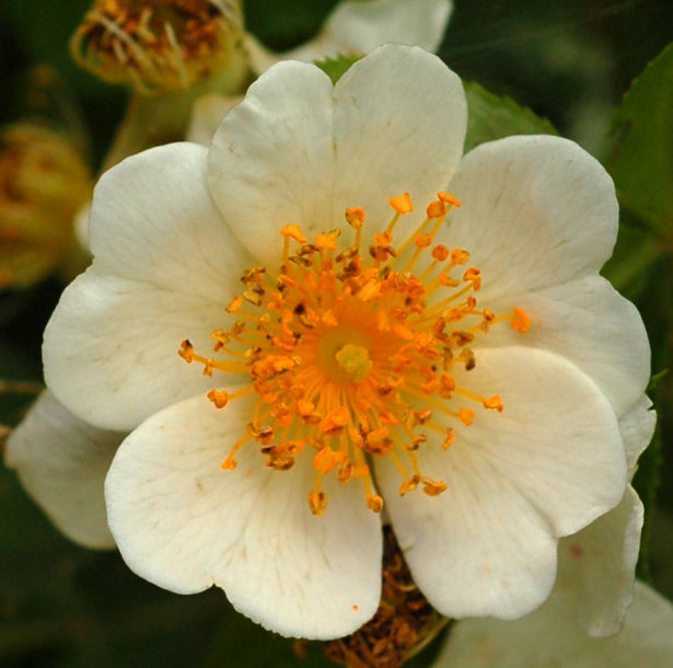 Image of Rosa maximowicziana specimen.