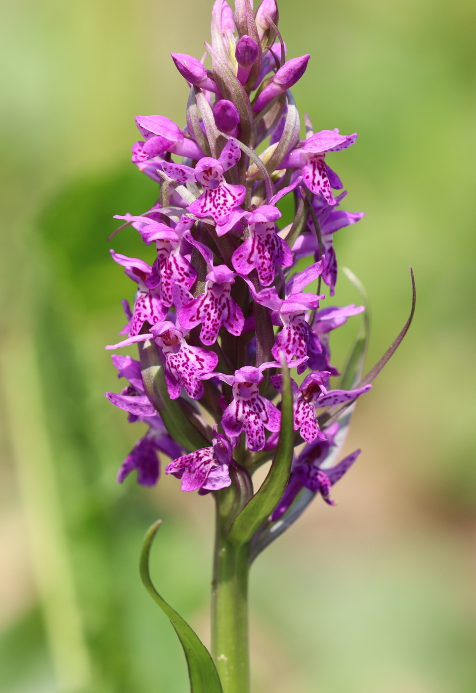 Image of Dactylorhiza sibirica specimen.