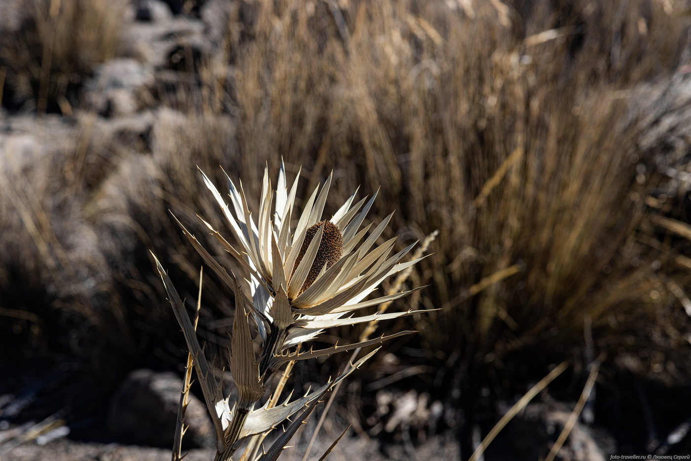 Image of Eryngium proteiflorum specimen.