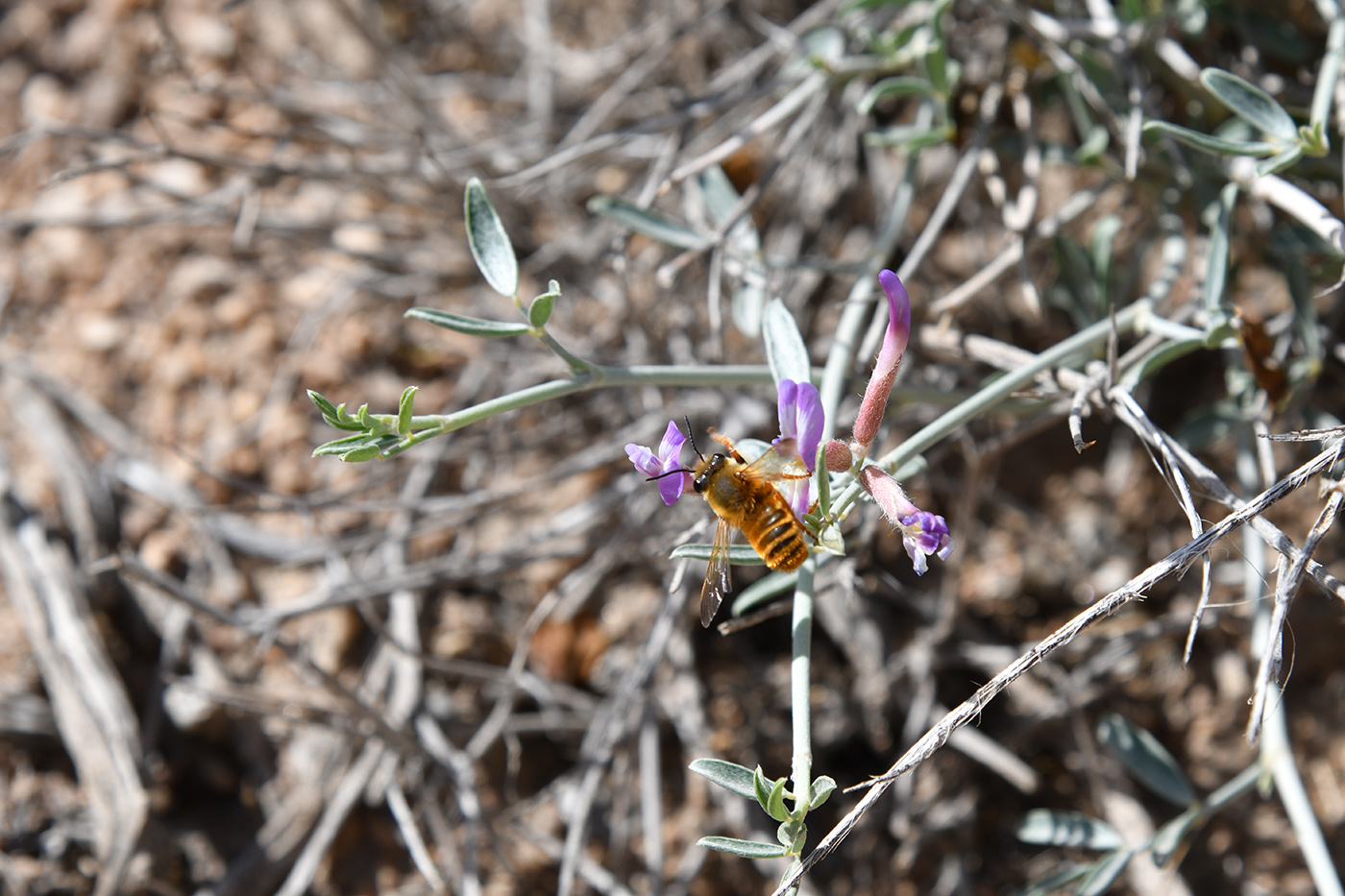 Image of genus Astragalus specimen.