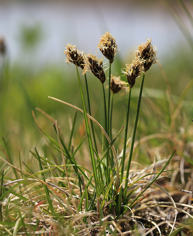 Image of Carex duriuscula specimen.