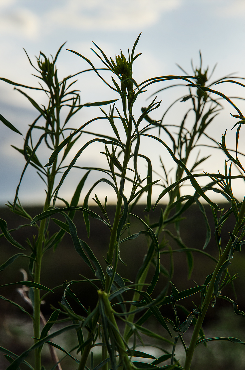 Изображение особи Artemisia dracunculus.