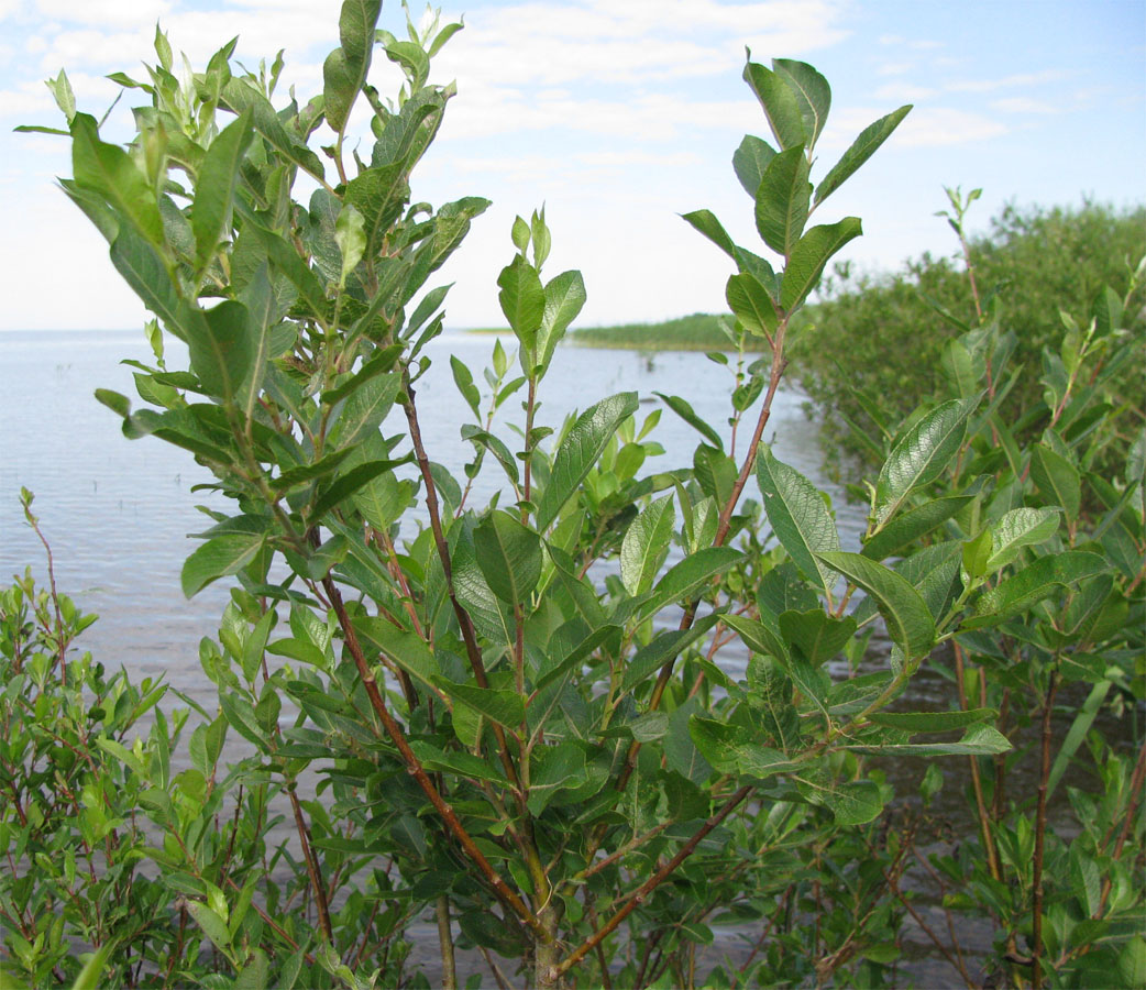 Image of Salix myrsinifolia specimen.