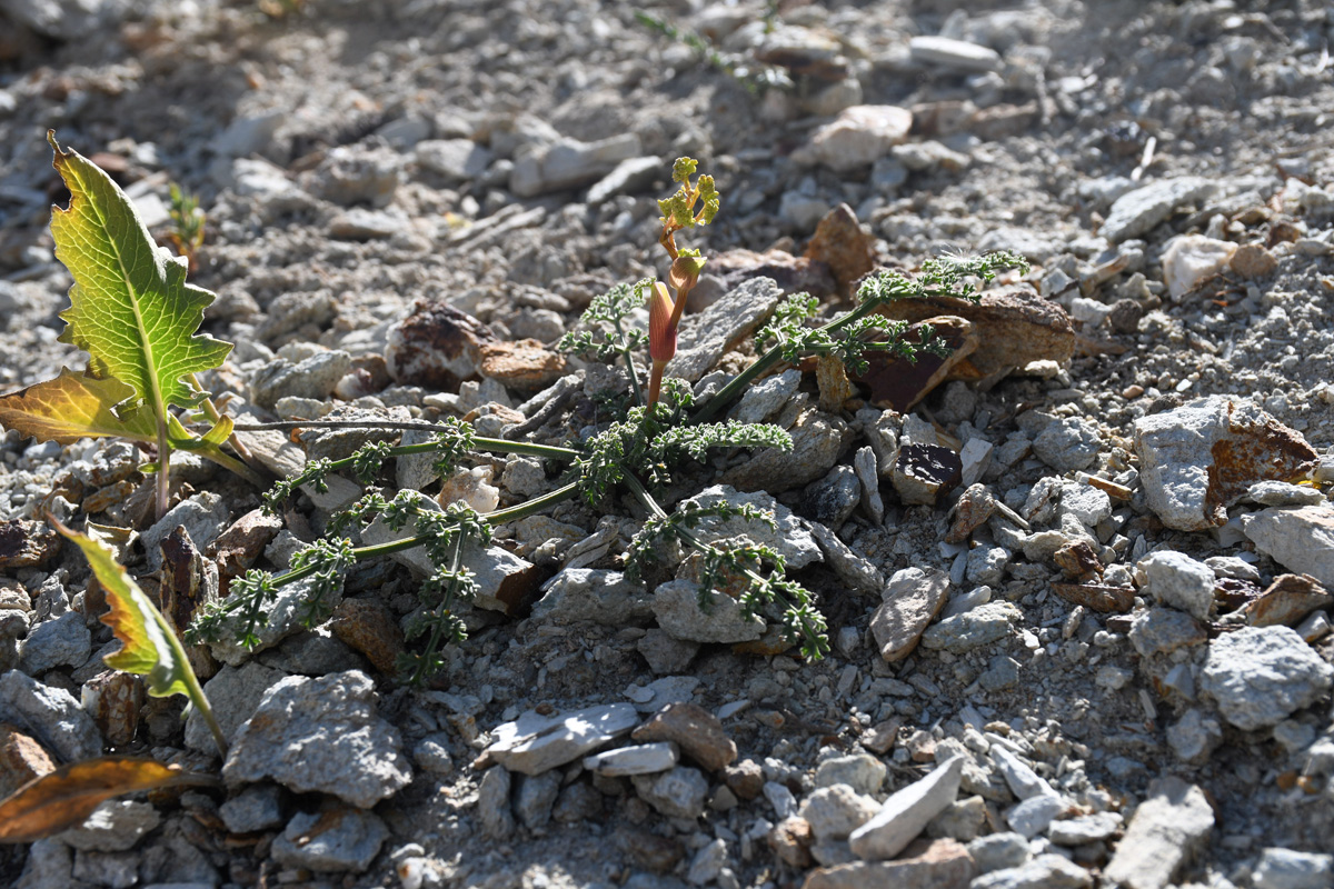 Image of Ferula pratovii specimen.