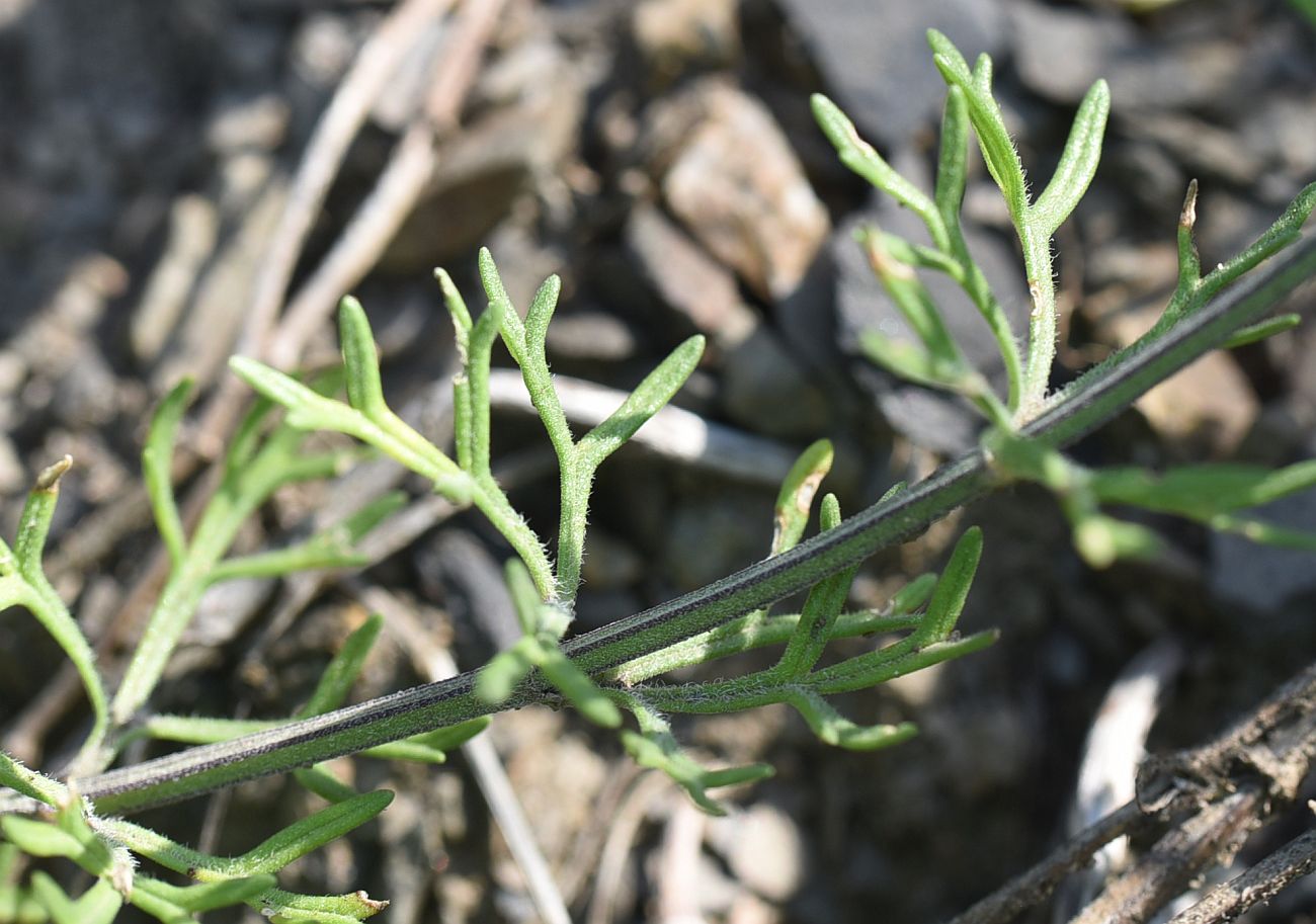 Image of Teucrium orientale specimen.