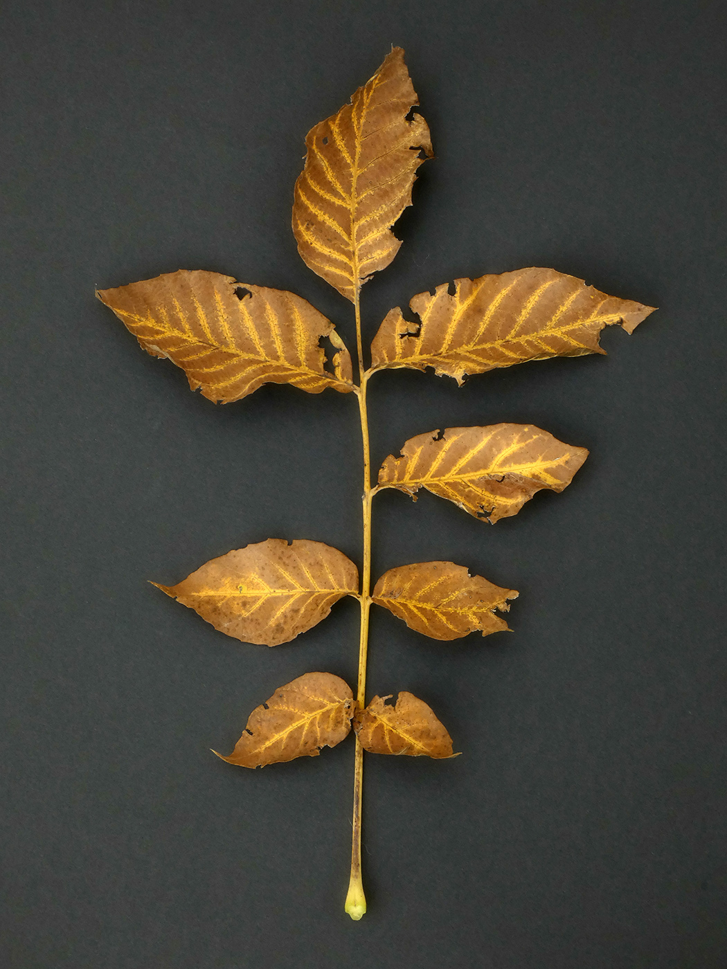 Image of Juglans regia specimen.