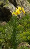 Lilium kesselringianum