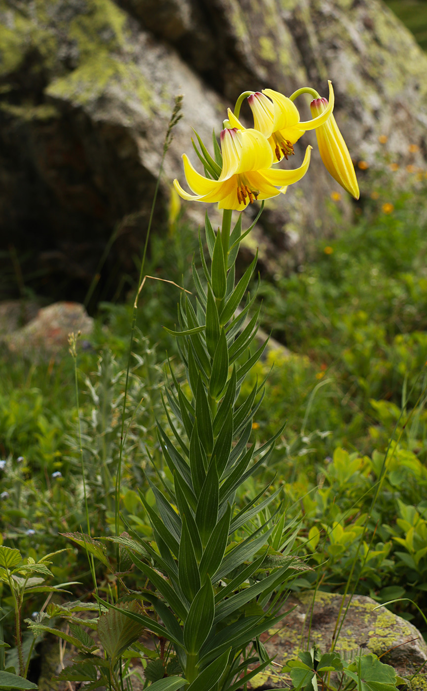 Изображение особи Lilium kesselringianum.