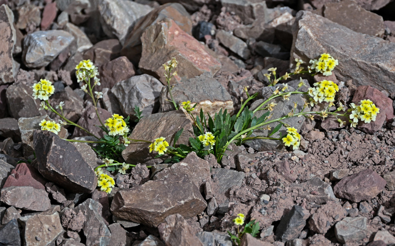 Image of Chorispora macropoda specimen.