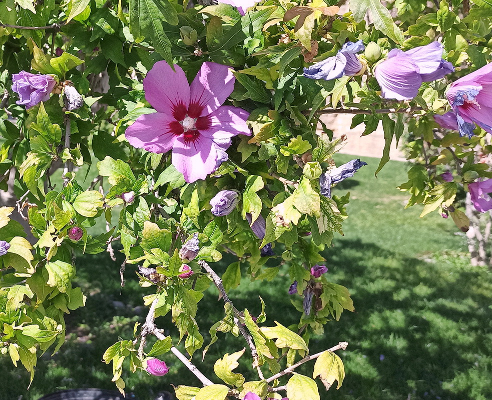 Image of Hibiscus syriacus specimen.