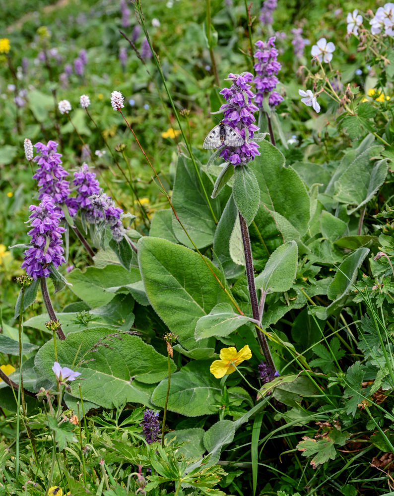 Image of Phlomoides oreophila specimen.