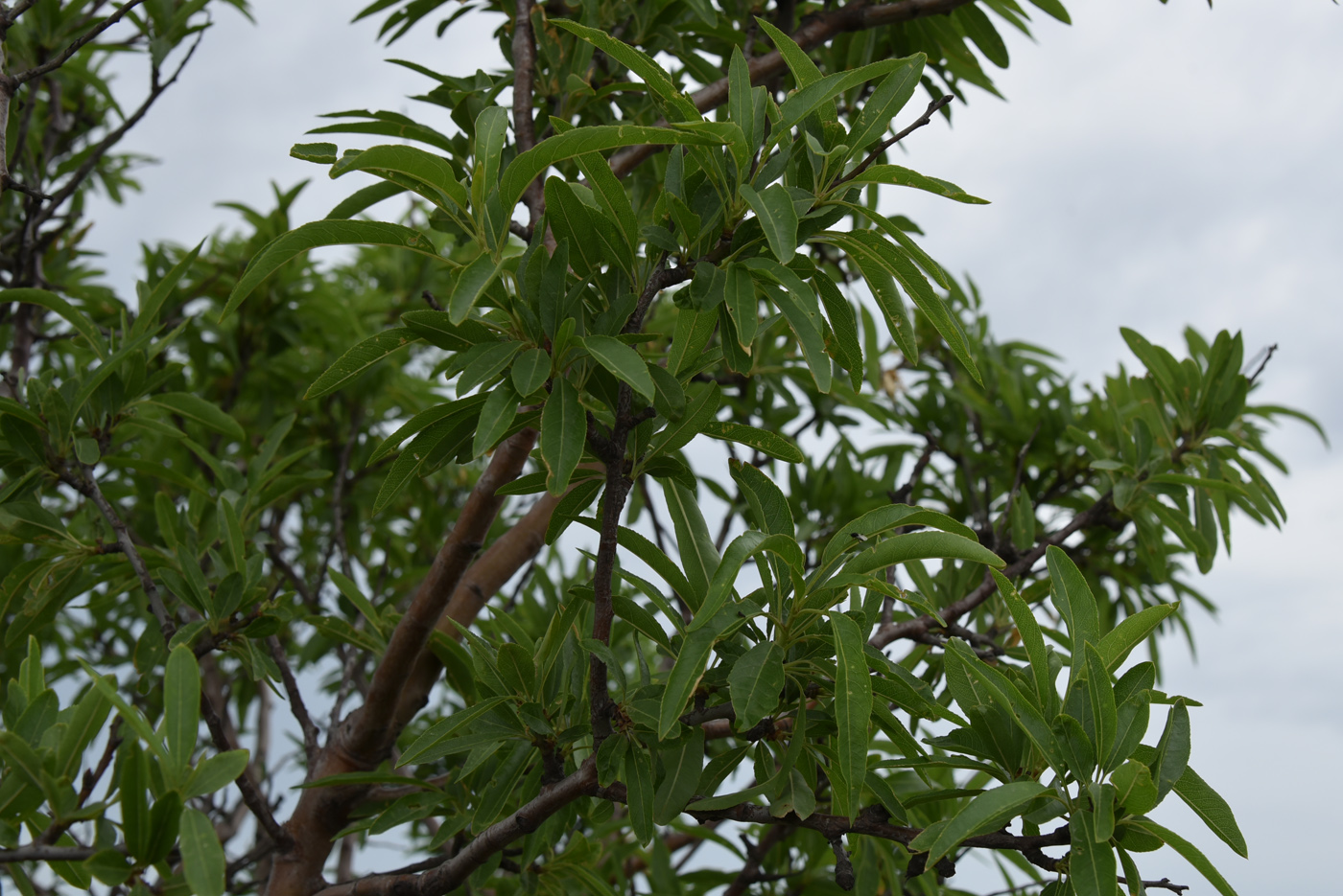 Image of Amygdalus communis specimen.