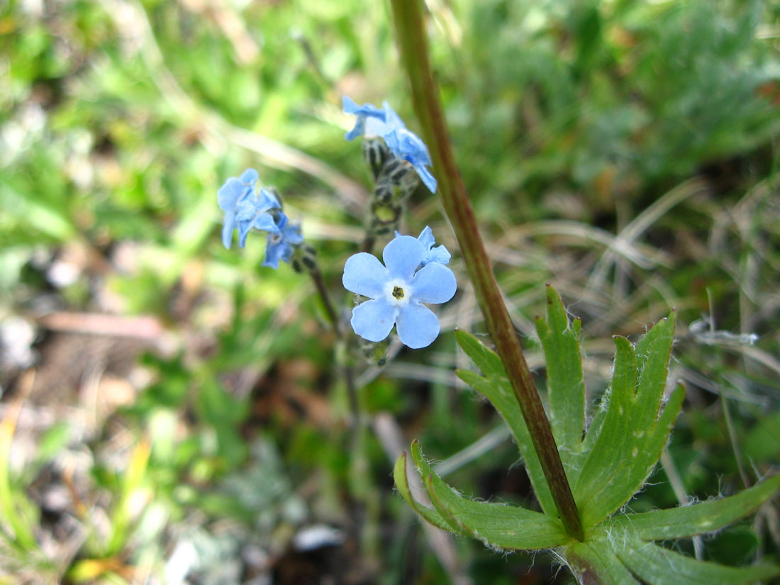 Изображение особи Eritrichium caucasicum.