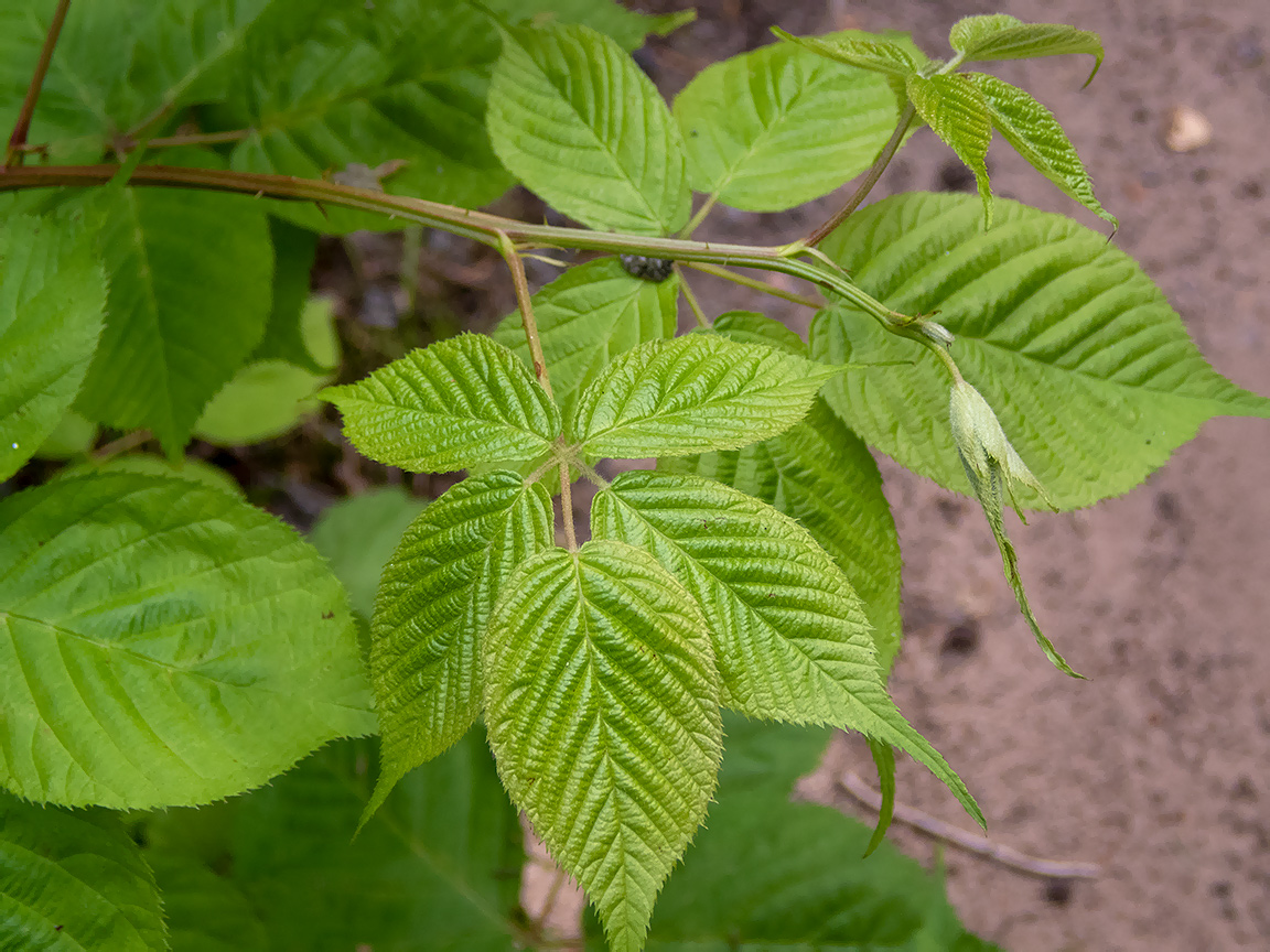 Image of Rubus allegheniensis specimen.