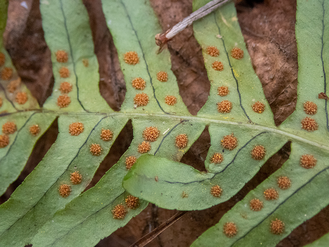 Изображение особи Polypodium vulgare.