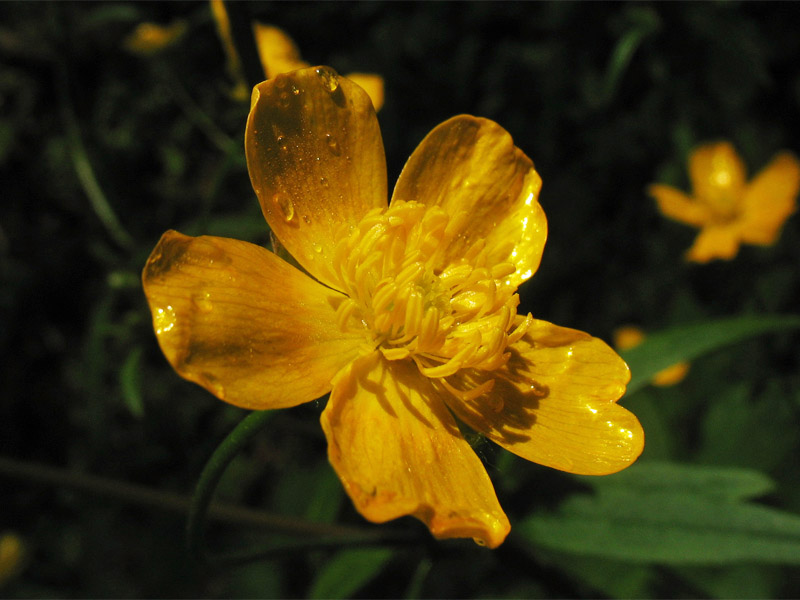 Image of Ranunculus lanuginosus specimen.