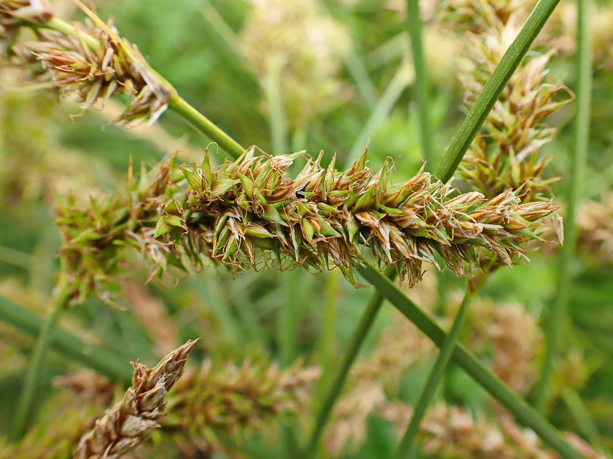 Изображение особи Carex laevissima.