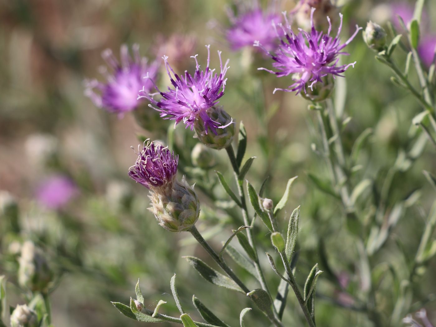 Image of Acroptilon repens specimen.