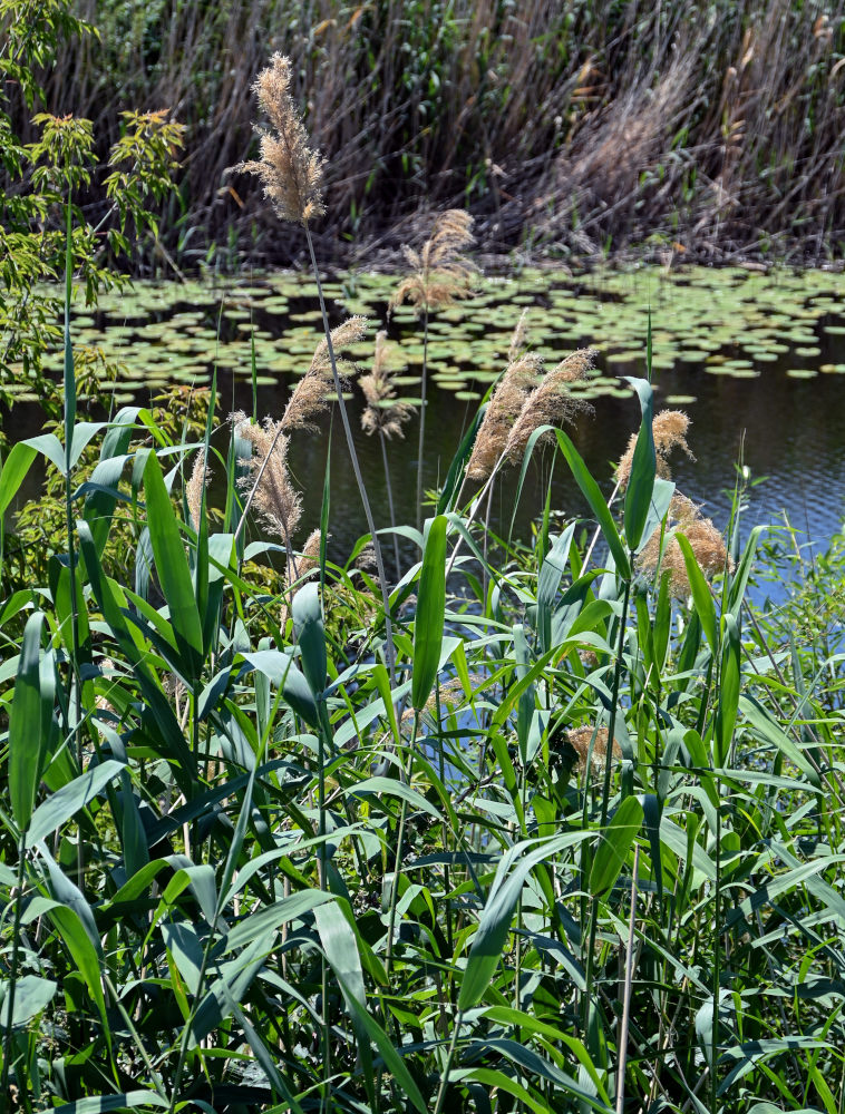 Image of Phragmites australis specimen.