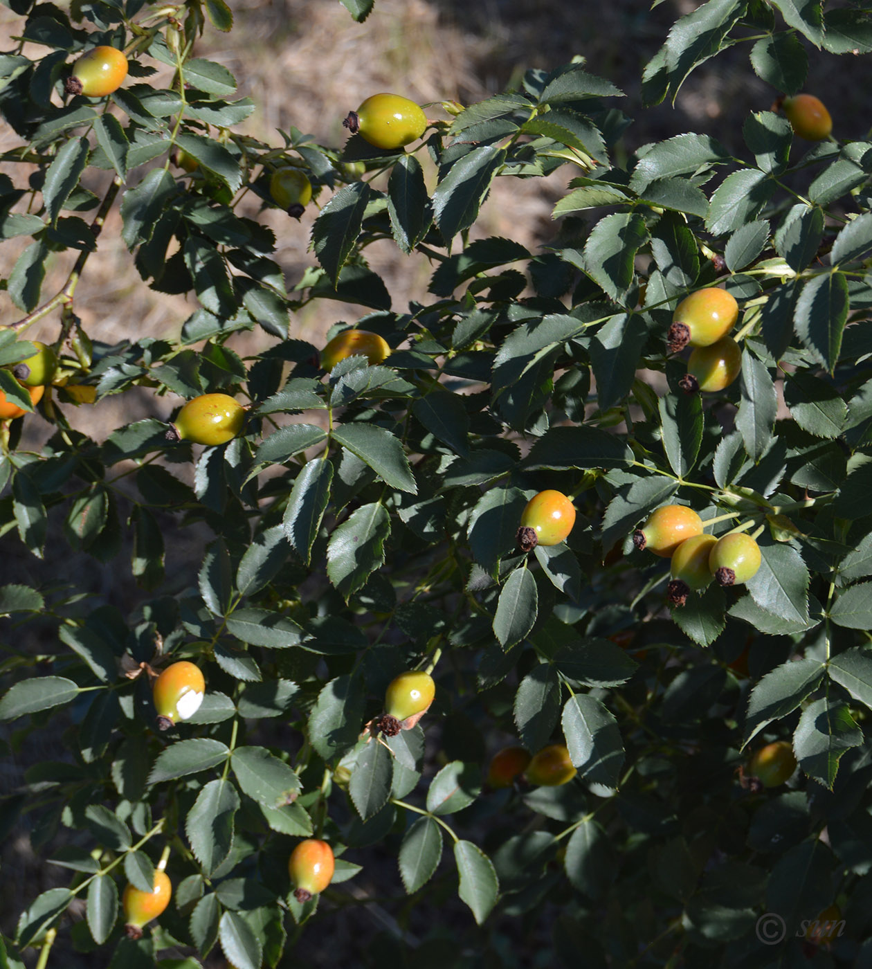 Image of Rosa canina specimen.